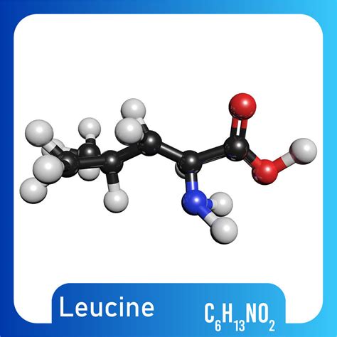 Leucine 3D Model C6H13NO2 3D model | CGTrader