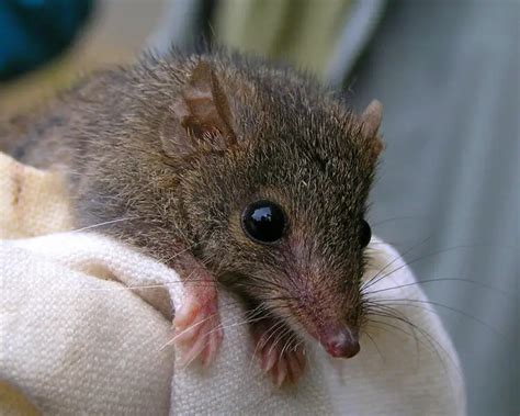 Agile antechinus - Facts, Diet, Habitat & Pictures on Animalia.bio