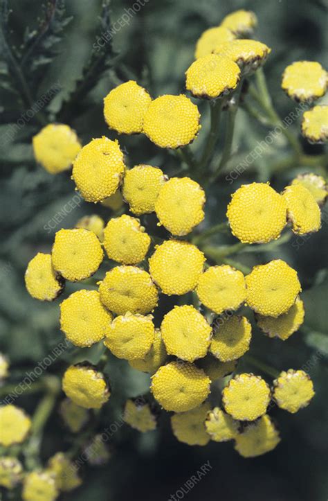 Tansy flowers - Stock Image - B640/0613 - Science Photo Library