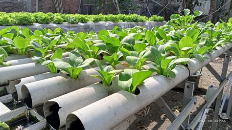 Budidaya Sayur Hidroponik, Solusi Bagi Pemilik Lahan Sempit | Kabar Jombang