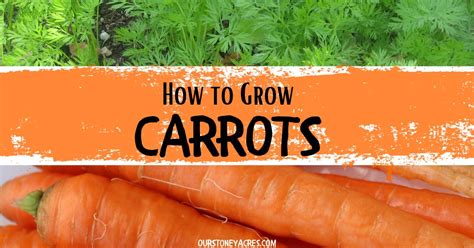 How to Plant Carrots from Seed - Our Stoney Acres