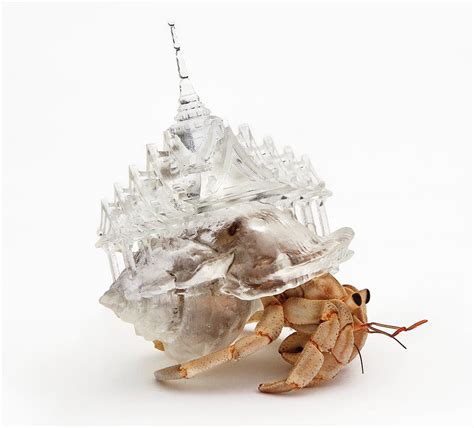 Global Architecture Rises from Resin Hermit Crab Shells in Aki Inomata's Consideration of Home ...