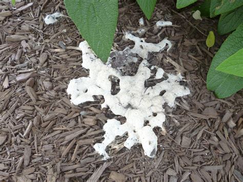 Control of Nuisance Fungi in Landscape Mulch — Plant & Pest Advisory