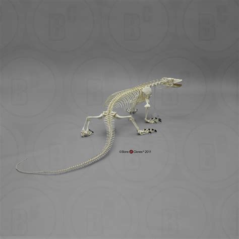 Articulated Komodo Dragon Skeleton - Bone Clones, Inc. - Osteological ...