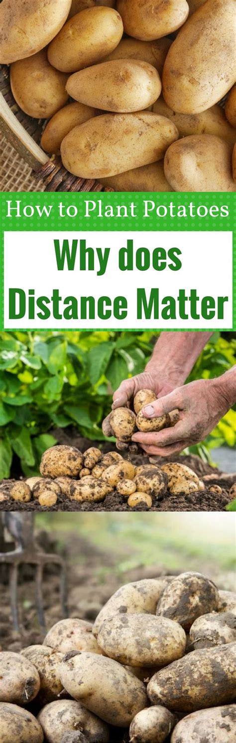 How to Plant Potatoes: Why does Distance Matter? | Planting potatoes, Potatoes, Plants