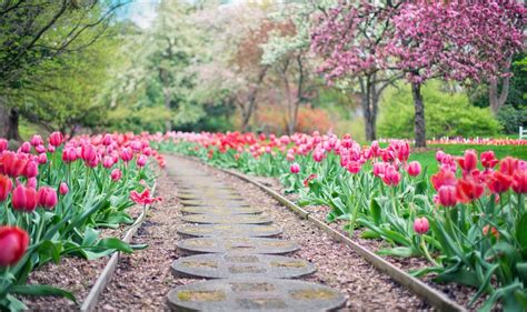 Nos conseils pour avoir un jardin fleuri dès le printemps - Espace Ombrage