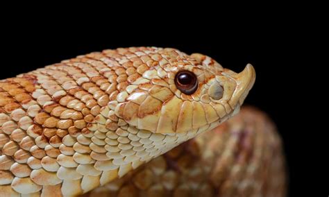 11 Snakes with the Biggest Heads in the World - AZ Animals