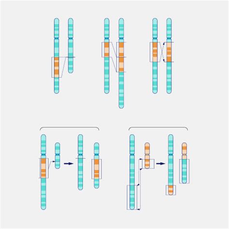 Types Of Mutations In Humans