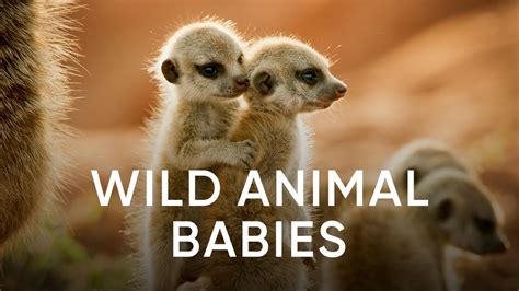 Wild Animal Babies | Sky Nature | Available Now - YouTube