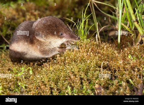 Shrew eating hi-res stock photography and images - Alamy