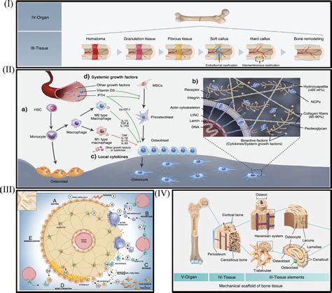 Bone Tissue Engineering Scaffolds: Function of Multi‐Material Hierarchically Structured ...