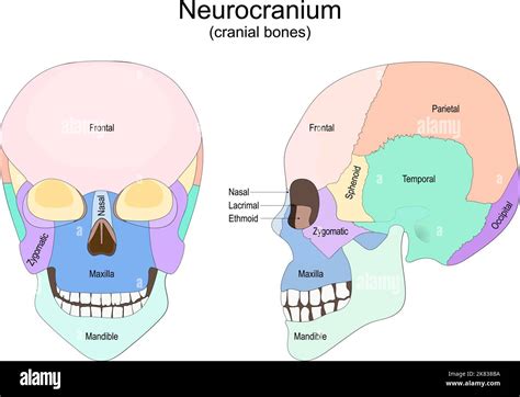 Cráneo humano desde la vista frontal y lateral. Neurocráneo. Huesos ...