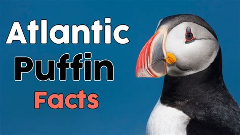 The Atlantic Puffin Facts - YouTube