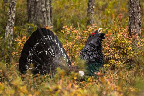 Curious capercaillie - Capture Estonia Nature and Photography Tours