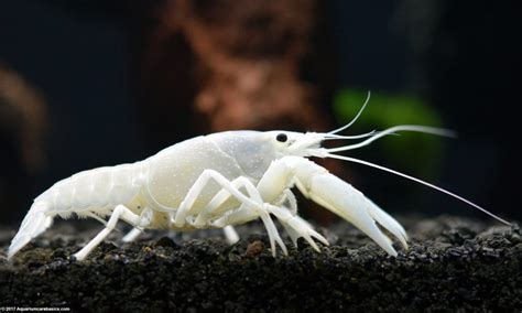 White Crayfish: Care, Size, Feeding, Tankmates & Molting - Video