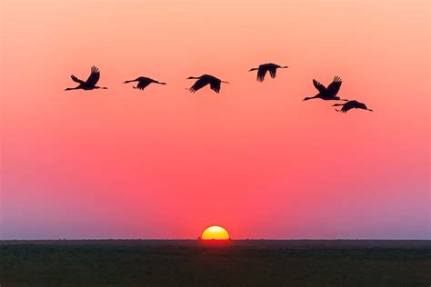 Download Flying Birds Over A Sunset Wallpaper | Wallpapers.com