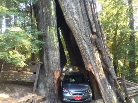 Del Norte Coast Redwoods State Park Campground