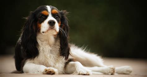 4 of the best dog breeds for older people and the elderly