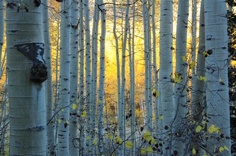 Download Colorado Fall Forest Tree Nature Birch HD Wallpaper