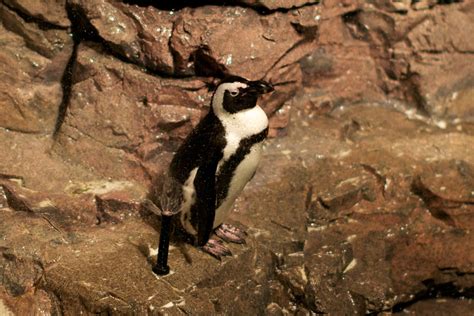 Penguin by Sprinkler, Boston Aquarium | ryan harvey | Flickr