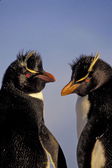 A pair of Rockhopper penguins — Photo Tours