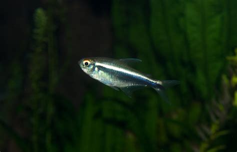 Black Neon Tetra Profile: All Helpful Information You Need To Know