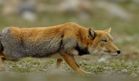 Tibetan Fox : r/foxes