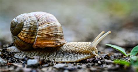 What Do Water Snails Eat? Their 5+ Favorite Foods - A-Z Animals