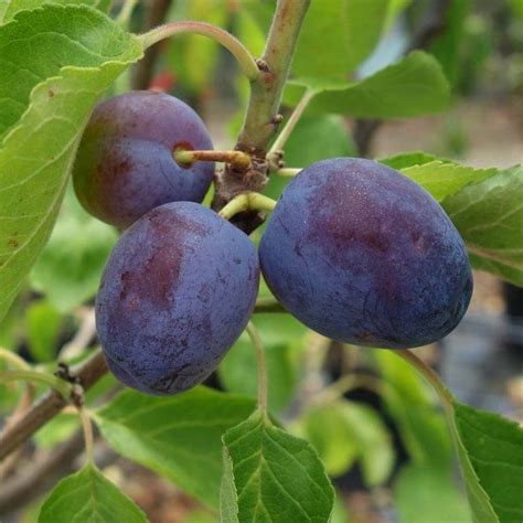 Rivers Early Prolific Plum Tree | Plum tree, Dwarf fruit trees, Fruit trees for sale