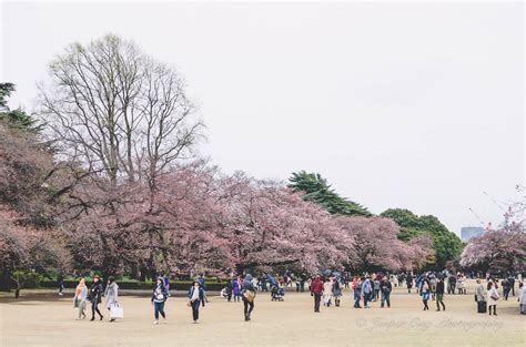 Jasper Ong | Shinjuku Gyoen National Park | Jasper Ong Travel Photography Blog