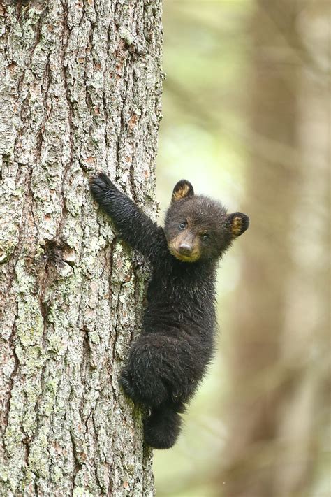 America's Great Outdoors, 🐻 Great Smoky Mountains National Park is one ...