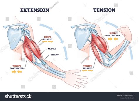 3,457 Extension arms Images, Stock Photos & Vectors | Shutterstock