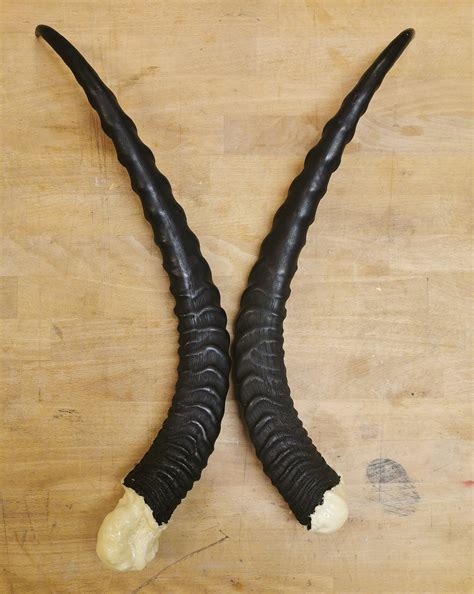 Grant's Gazelle Replica Horns - Etsy India