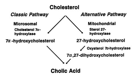JCI - Increasing dietary cholesterol induces different regulation of ...