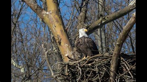 Pair of bald eagles attempt to nest at Ohio national park | wtol.com