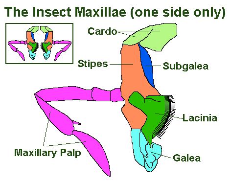 Insect Morphology and Anatomy (The Head) | Insects, Morphology, Anatomy