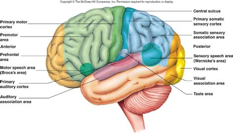 primary motor cortex - Google Search | Brain cortex, Motor cortex ...