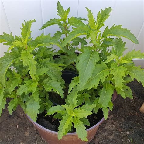 Mexican Epazote Herb Organic Dysphania ambrosioides - 150 Seeds