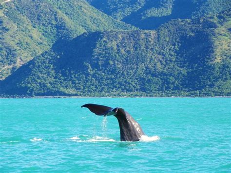 Whale Watching In Kaikoura, New Zealand