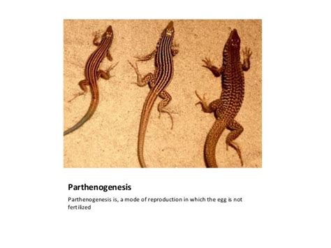 Parthenogenesis presentation