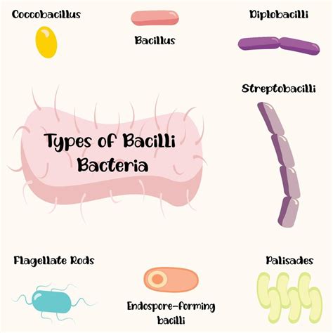 tipos de bacterias bacilos 6645985 Vector en Vecteezy