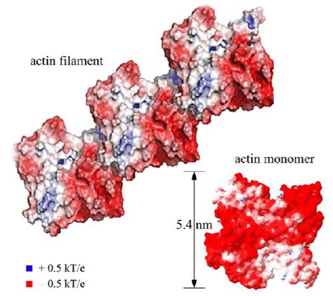 Structural model of an actin filament consisting of two intertwined ...