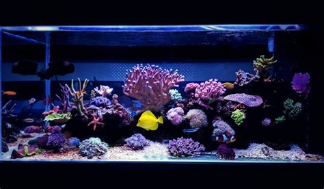 List of 10 best aquarium lighting ideas – Decorstops.com