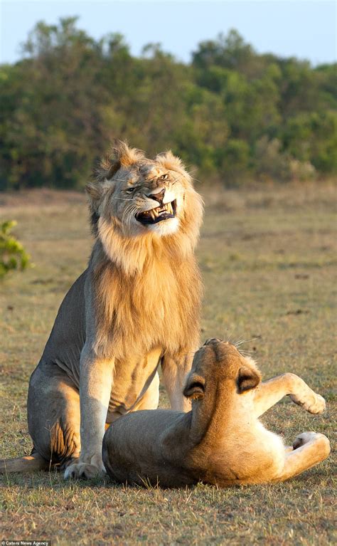 Lion looks VERY pleased with himself as he mates with a lioness - Big World News