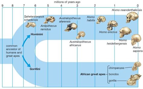 Diet in early hominin evolution - Proper Human Diet