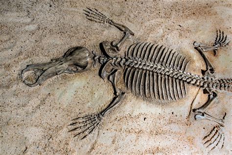 Diverse Fossils of Over 350 Mammals From 11.5 Million Years Ago Discovered | Science Times