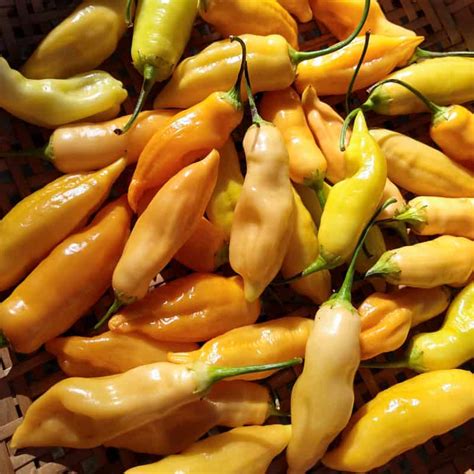 PEPPER 'Sugar Rush Peach' --Capsicum baccatum-- - Plant Delivery – Lone Star Nursery