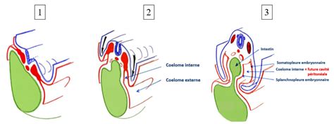 Communication splanchnopleure/somatopleure embryonnaires et extra ...