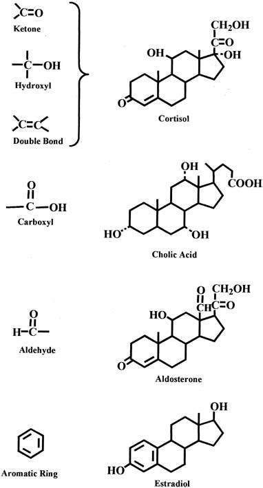 Production, Clearance, and Measurement of Steroid Hormones | GLOWM