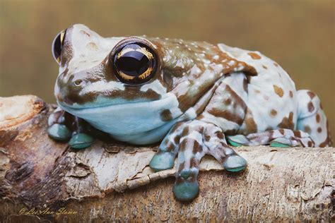 Amazon Milk Frog Photograph by Lee Ann Stamm - Fine Art America